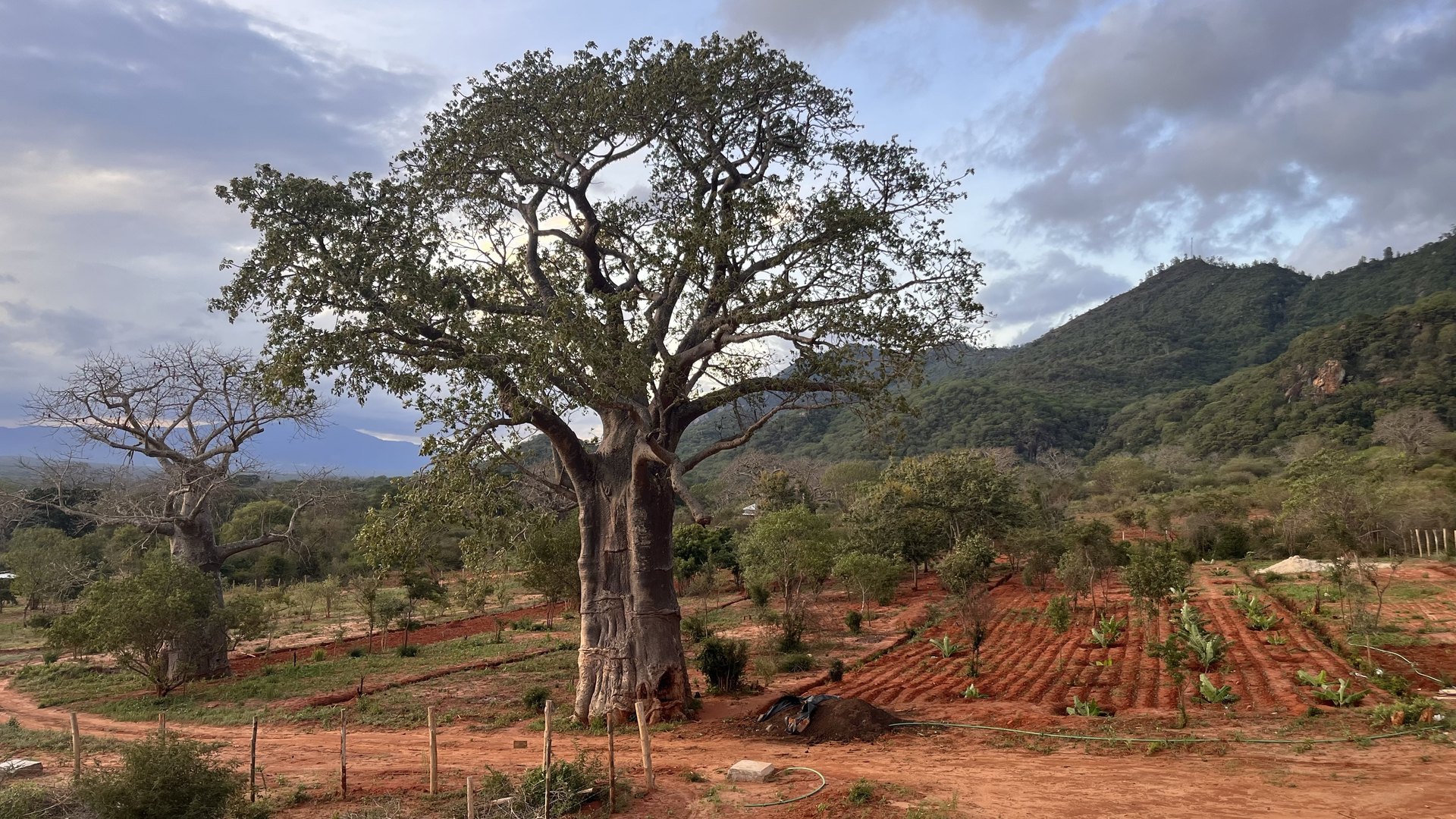 Baobab trees and regenerative farm landscape in coastal Kenya