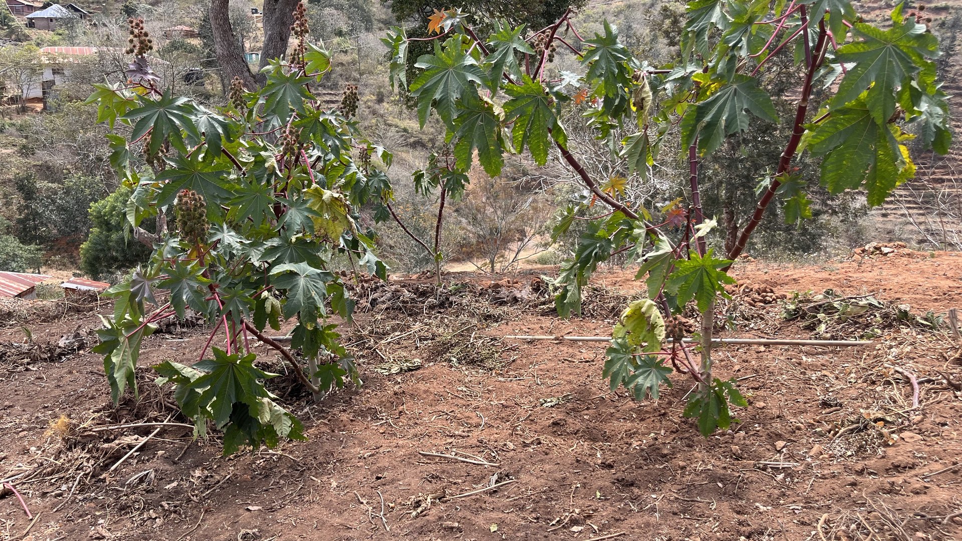 Mature castor plants growing in a Kenyan dryland setting