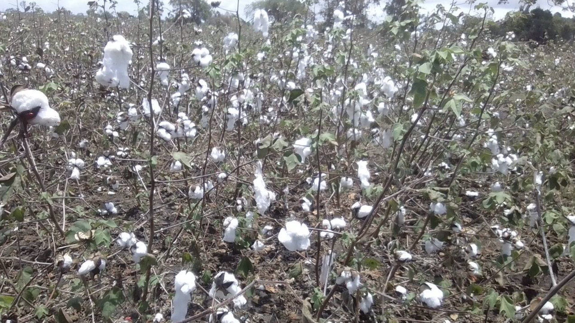 Cotton growing in a field within the Labl Farms production pathway