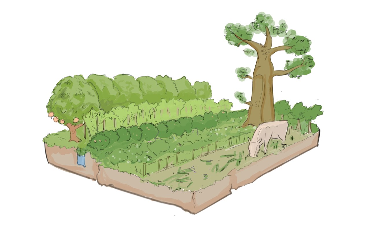 Illustration of a diversified regenerative farm system